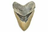 Serrated, Fossil Megalodon Tooth - North Carolina #255388-1